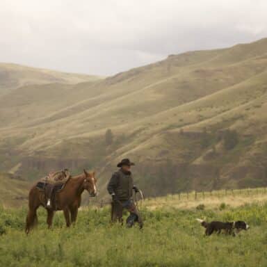 Rancher Dan Probert of Lightning Bolt Cattle walking across a field with his horse and cattle dog.