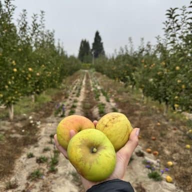 Bell De Boskoop, Ashmead's Kernel,