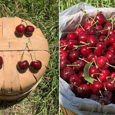 Cherries Hand Picked Into Baskets