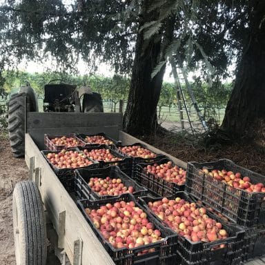 Wickson Apples