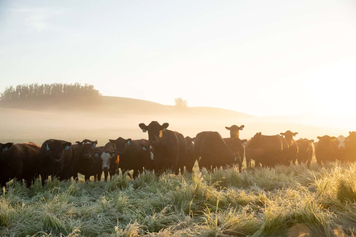 Cattle Grazing On Stemple Creek Ranch In Marin Illuminated By Sunset