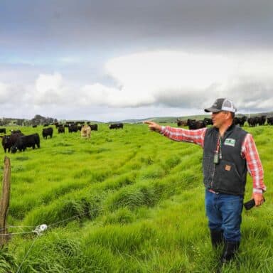 Farmer Pointing To Cattle On Stemple Creek Ranch