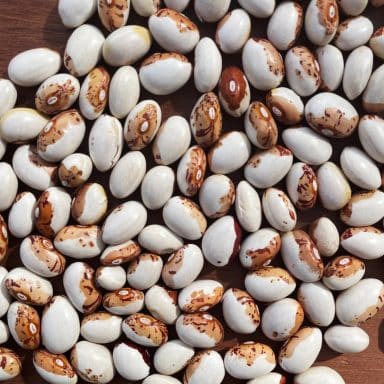 Hidatsashield (1) (1)