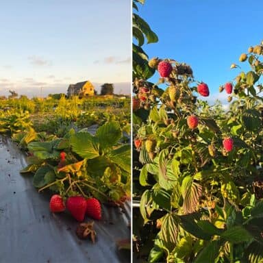 Strawberries Patches Early In The Day At Yerena Farms